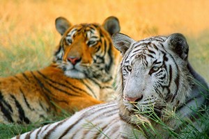 6 Things You Should Know About Biological Evolution