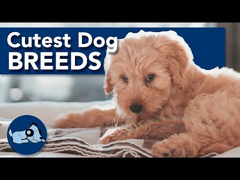 The Cutest Dog Breeds!