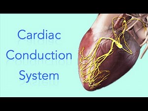Cardiac Conduction System - Electrical System of the Heart Animation - MADE EASY