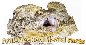 Frill-Necked Lizard Facts & Pictures: Discover Australia's Frilled Lizard