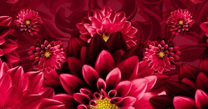 Red Rose Visual Loop