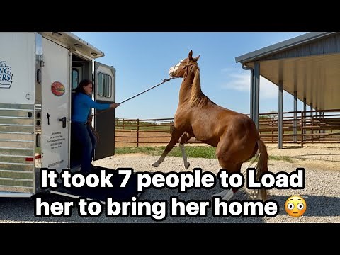 Horse Trailer Loading Training