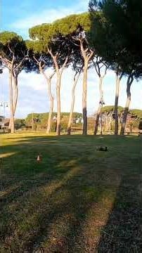 Arrma Talion vs Team Corally Kronos #arrma #rccar #teamcorally