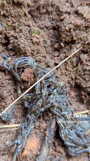 CaptainNatureMan on TikTok