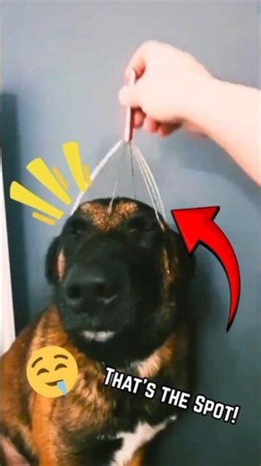 These dogs LOVE getting scratches! #dogs #shorts