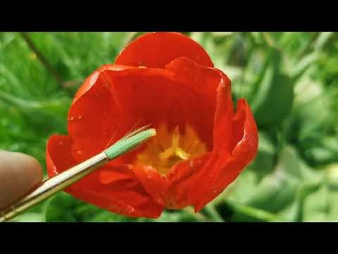 Tulip pollination: how to pollinate tulips for getting seeds - example using Tulip Sky High Scarlet