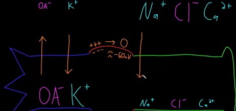 Neuron resting potential description