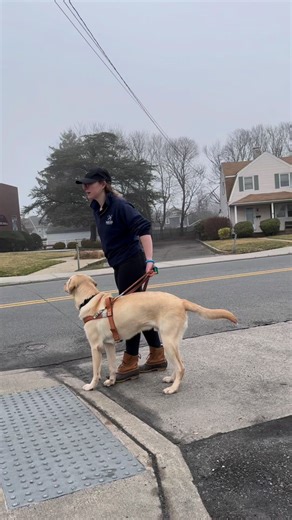 Ever wonder what goes into training a guide dog? Follow as a Guide Dog Apprentice practices a route with a future guide dog, Peter. Learn more about our guide dog program by visiting the guidedog.org.The video shows a guide dog apprentice walking on the sidewalk with Peter, a yellow lab and future guide dog. #guidedog #guidedogtraining #dogtraining #guidedogfoundation #assistancedog #doglover #doglife #traininghard #dogroutine #ablove #labrador #lablife | Guide Dog Foundation for the Blind