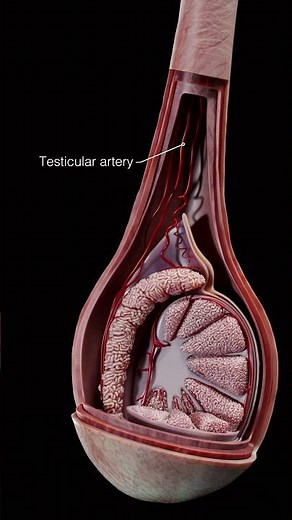 3D Exploration of Spermatic Cord & Male Reproductive Anatomy | Complete Anatomy
