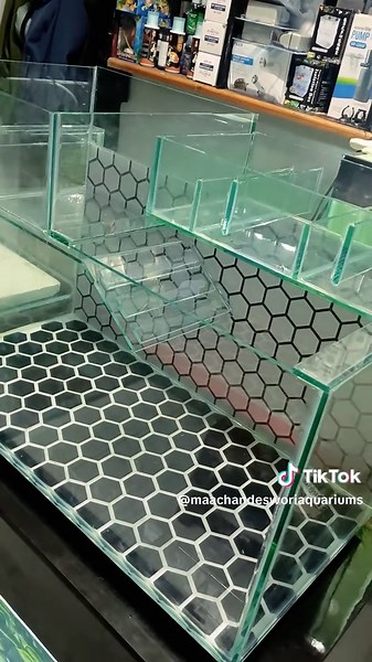 Turtle Home: Creating the Perfect Aquarium Setup