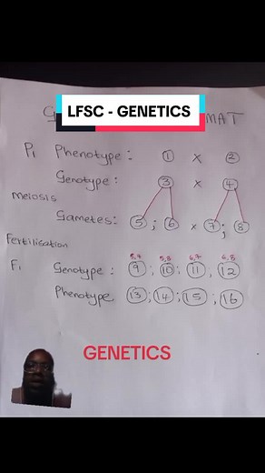 Grade 12 Genetics: Master Monohybrid Crosses