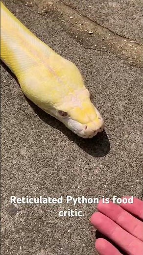 Reticulated Python is food critic. #python #retic #reticulatedpython #foodcritic