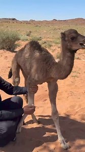 62K views · 898 reactions | It sounded so human  | Ryze Hendricks | Facebook