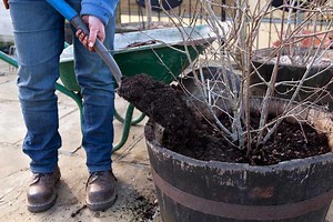 How to refresh compost in pots