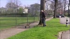 Hard surface tracking with a young puppy. The puppy is first trained on grass and now we can make the transition to other surfaces. | Dog Training Dick Staal
