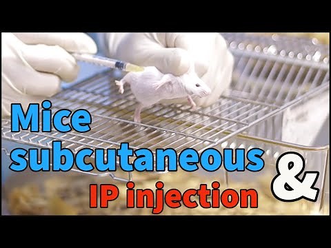 Mice subcutaneous injection and IP injection for beginners