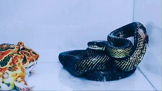 nxb movies on TikTok