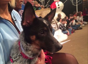 #LIVEonLocal12 News at 10 on STAR64 WSTR with Sydney Benter Local 12 News is live streaming: http://local12.com/live We are very happy to announce that at least 50 animals have new homes and that over $64,000 has been raised for the #SPCA thanks to the annual #AdoptAPet fund #Telethon | LOCAL 12, WKRC-TV