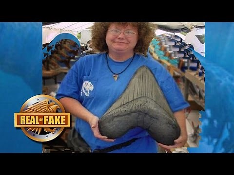 World'S Biggest MEGALODON TOOTH? - real or fake?