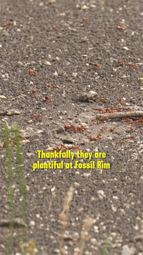 19K views · 461 reactions | There are 17 different horned lizards in...