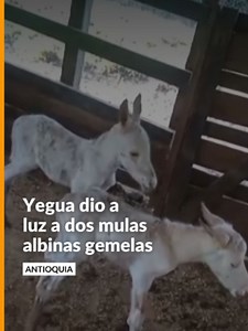#Colombia | En Urrao, Antioquia, una yegua dio a luz a dos mulas gemelas albinas tras ser cruzada con un burro. Esta es la historia. Los detalles en noticiascaracol.com