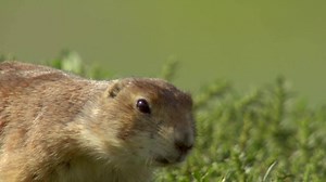 111K views · 1.9K reactions | These might be the cutest things we've ever seen.  | Discovery Channel UK | Facebook