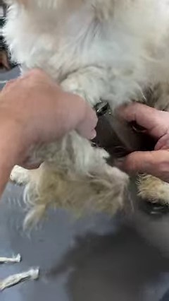 905K views · 26K reactions | The signs of neglect are all over him 梁 | Rocky Kanaka | Facebook