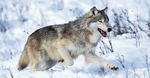Wolves in Yellowstone National Park: Everything You Need to Know