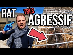 La ferme : Un rat très agressif pris au piège !