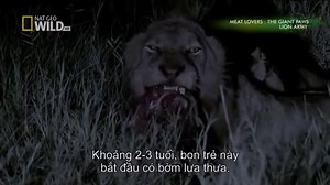 Discovery wild animals The Lion Army Discovery channel documentary films HD