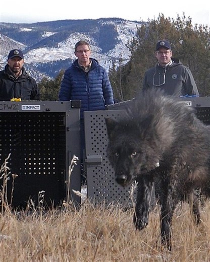 Colorado releases wolves from Oregon