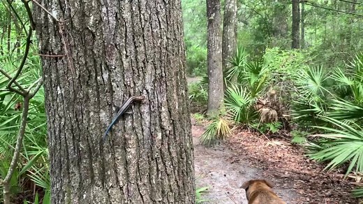 2.7K views · 279 reactions | Unique to Florida, the bluetail mole...
