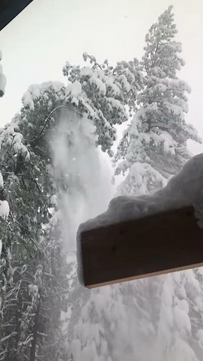 Tree explodes from snow