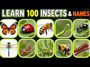 100 Amazing Insects and Names That Will Blow Your Mind!