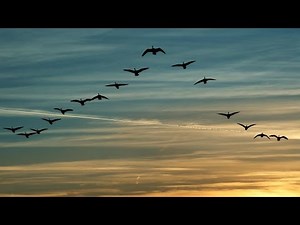 Fall bird migration season underway