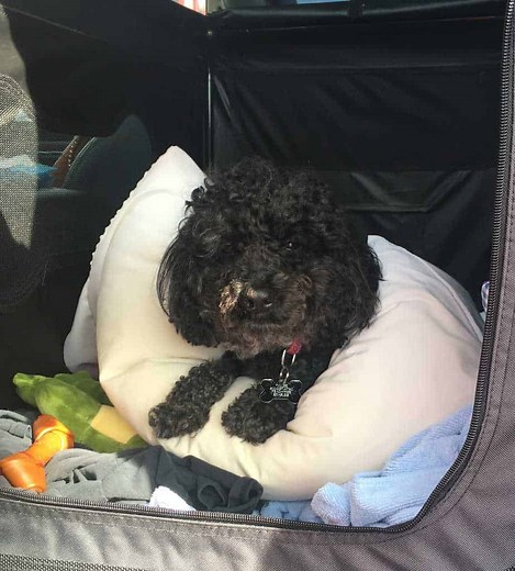 How to Help Your Dog with a Herniated Disc - Your Dog Advisor