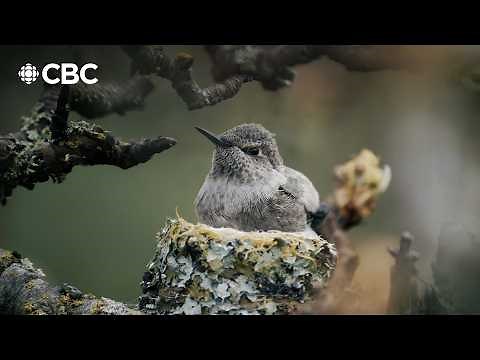 He created a hummingbird paradise in his backyard
