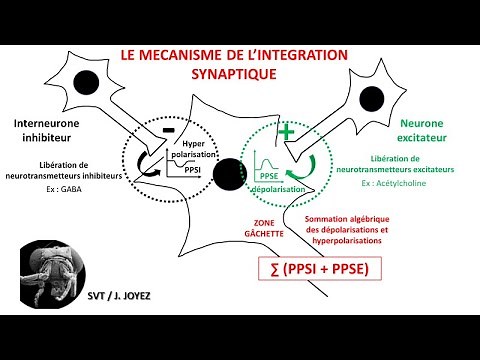 Synaptic integration of nerve messages: spatial summation, temporal summation
