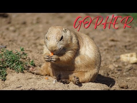 Gopher Sounds | Gophers in Nature