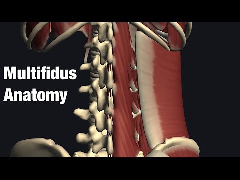 Anatomy and function of multifidus