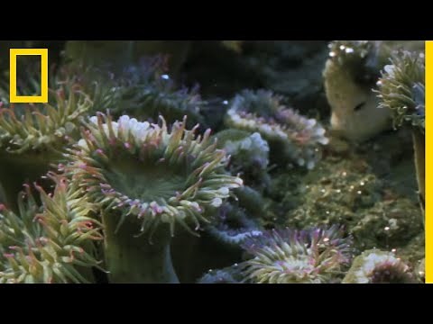 Comment une anémone de mer se reproduit-elle ?