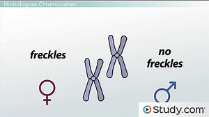 Basic Genetics: The Genome & Chromosomes
