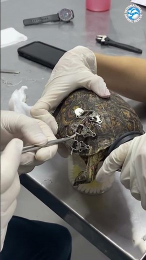 Amazing Repair of a Tortoise Shell!