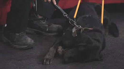 Training CNIB guide dogs