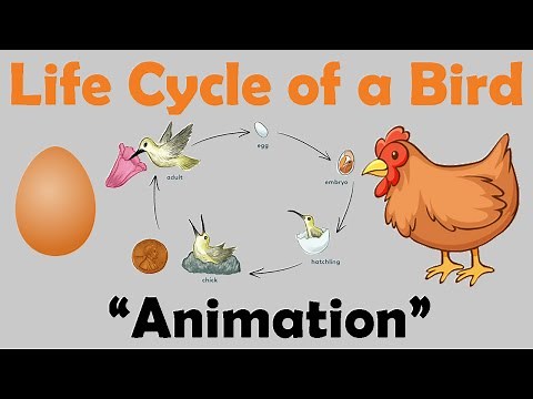 BIRD LIFE CYCLE | Animation