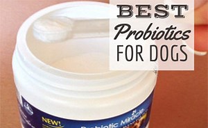 Best Probiotic For Dogs: Powder, Chewable, Capsule, Calming, For Dogs With Diarrhea, Allergies & More