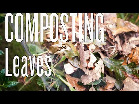 Composting Leaves