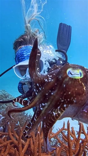Amazing cuttlefish 😊 🎥: @dive_down_under https://www.instagram.com/dive_down_under/ - #diving #scuba #scubadiving | Diving Specials