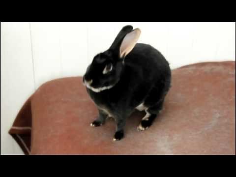 Crazy rabbit screaming