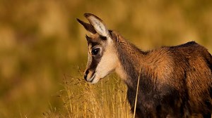 Buff Videos: Download 4+ Free 4K & HD Stock Footage Clips - Pixabay